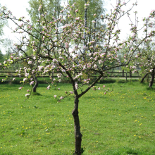 Obstbaum.jpg