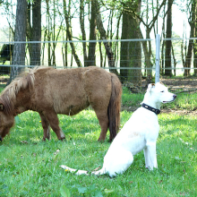 Pferde_mit_Hund_2.jpg