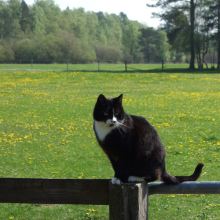 Katze_1.jpg